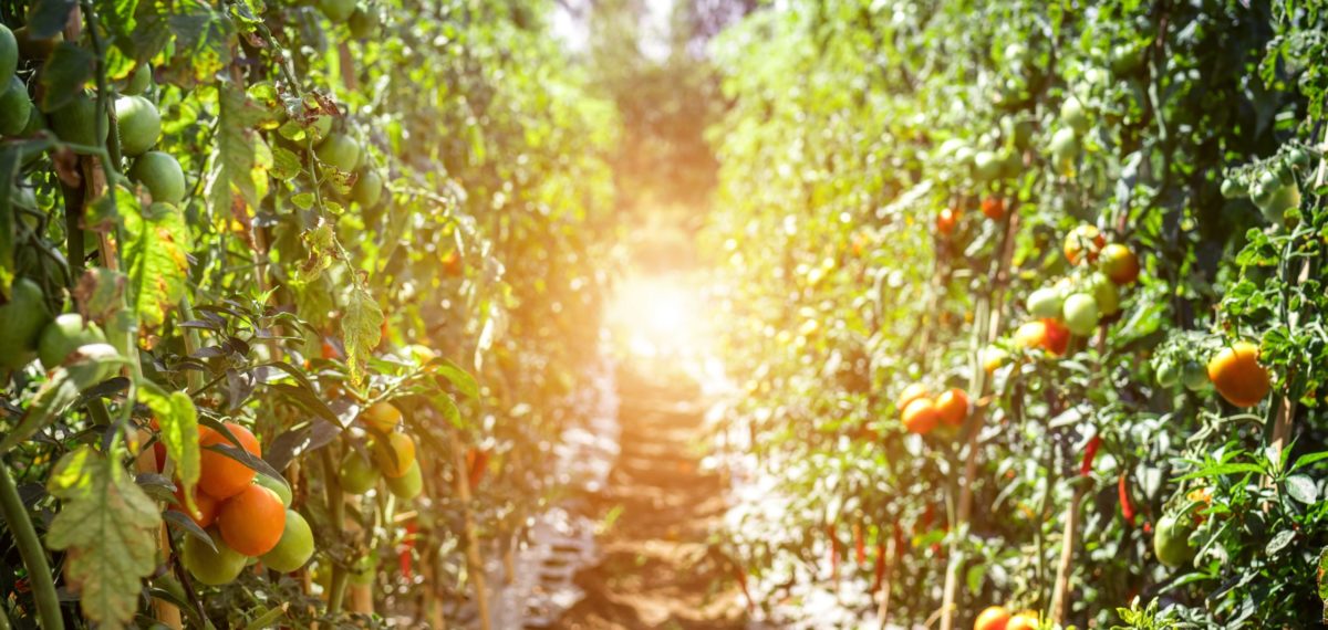 Pfad zwischen Tomatenpflanzen